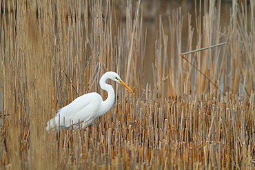 Great Egret flying in a reed bed, France 