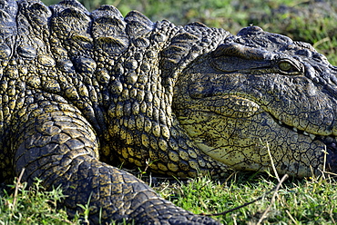 Portrait of Nile Crocodile on the bank, Chobe Botswana]