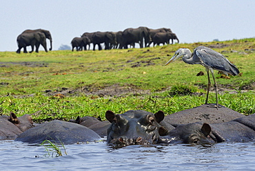 Heron on Hippos and Elephants, Chobe Botswana 