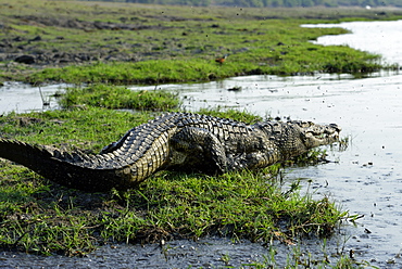 Nile crocodile on the bank, Chobe Botswana 