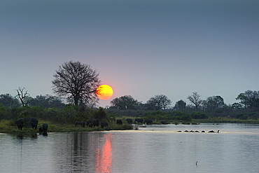 Elephants crossing the river at dusk, Chobe Botswana