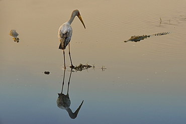 Yellow-billed Stork and Crocodile in water, Chobe Botswana