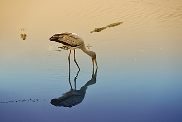 Yellow-billed Stork and Crocodile in water, Chobe Botswana