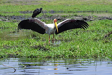 Yellow-billed Stork posture Fishing, Chobe Botswana