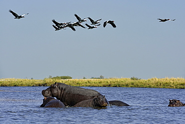 Hippos and Spur-winged geese in flight, Chobe Botswana