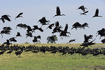 Open-billed storks in flight, Chobe Botswana 