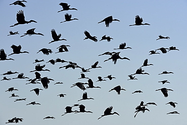 Open-billed storks in flight, Chobe Botswana 