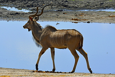 Great Kudu walking on the bank, Chobe Botswana