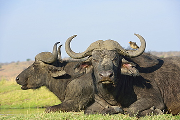 African buffalo lying in the plain, Chobe Botswana