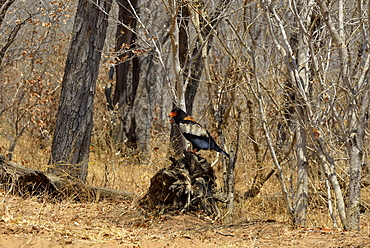 Bateleur at rest in forest, Chobe Botswana 