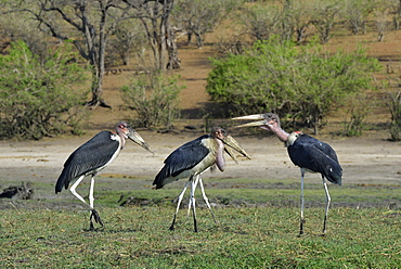 African marabouts on ground, Chobe Botswana 