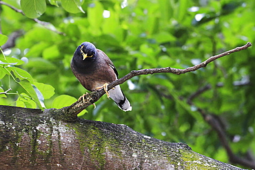 Common Myna on a branch, Maurice island