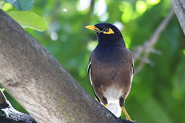 Common Myna on a branch, Maurice island