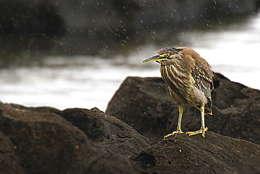 Striated heron on rocks, Mauritius 