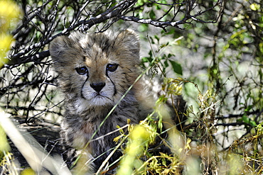 Young Cheetah hiding in the bush, Chobe Botswana