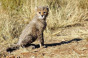 Young Cheetah sitting in the bush, Chobe Botswana