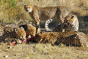 Cheetah eating prey, Chobe Botswana 