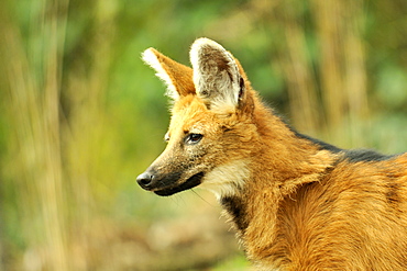 Portrait of  maned Wolf Female