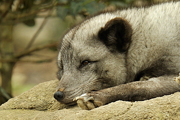 Portrait of Arctic Fox lying