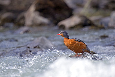 Torrent Duck male on rock, Torres del Paine Chile