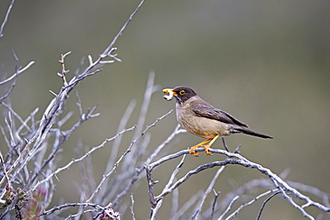 Austral Thrush feeding, Torres del Paine Chile