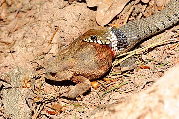 Ringneck snake capturing a Toad, Vosges France