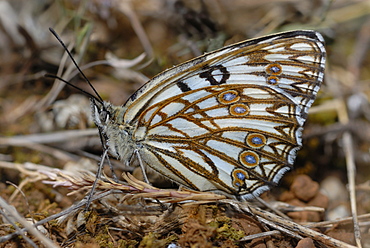 Western Marbled White, Gorges de l'ArdÃ¨che  France