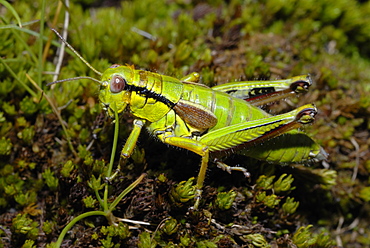 Green Mountain Grasshopper on moss, Alpes France