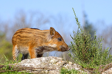 Eurasian wild boar young on rock, France 