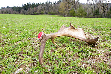 Antler of Fallow Deer just lost in a field, France