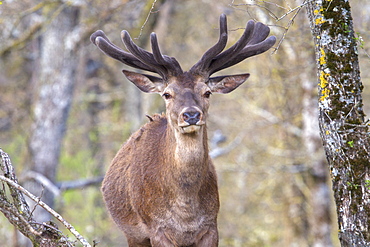 Red deer velvet undergrowth, France 