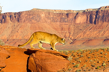 Puma on a rock, Utah USA