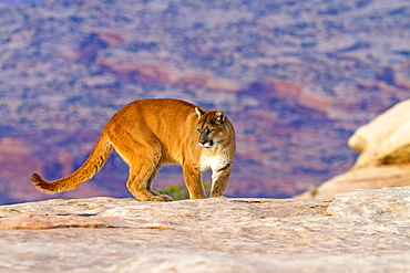 Puma on rock, Utah USA 