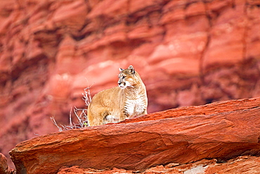 Puma on a cliff, Utah USA 