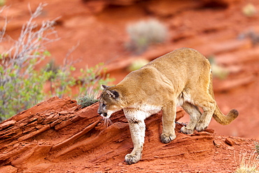 Puma walking on rock, Utah USA 