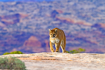 Puma walking on rock, Utah USA 