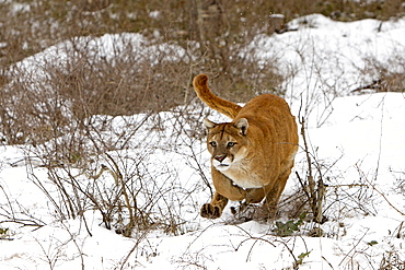 Puma in the snow, Utah USA 