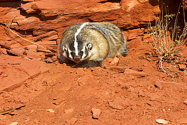 American Badger in front of a rock, Utah USA 