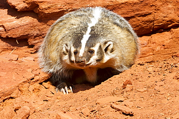 American Badger in front of a rock, Utah USA 