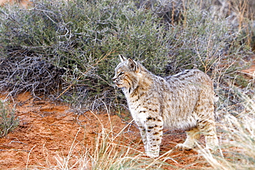 Bobcat in the bushes, Utah USA