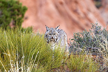 Bobcat in the bushes, Utah USA