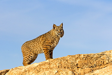 Bobcat on cliff, Utah USA 