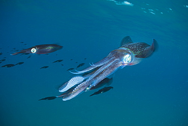 Bigfin reef Squids swimming under surface, Fiji