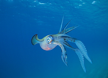 Bigfin reef Squid swimming under surface, Fiji