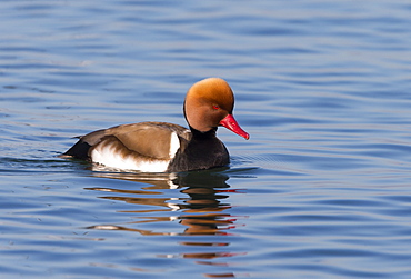 Male Red Crested Pochard fighting on lake Leman -Switzerland