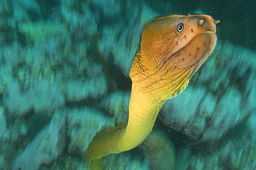 Yellow moray, Poor knights Island New Zealand