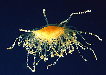 Jellyfish, Poor knights Island New Zealand