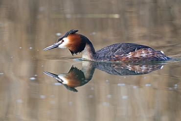 Great Crested Grebe swimming in winter, Switzerland