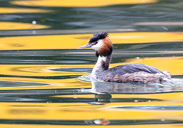 Great Crested Grebe swimming at sunset winter, Switzerland