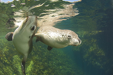 Australian Sea Lions under water, Kangaroo Island Australia